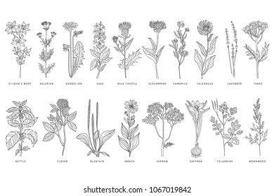Various medicinal plants and flowers set, monochrome sketch hand drawn vector Illustrations on a white background