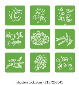 Various microalgal species accumulate important biofuel precursors such as fatty acids and hydrocarbons.