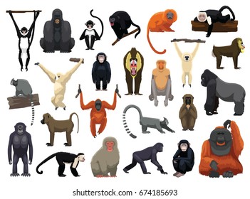 Various Monkey Poses Vector Illustration