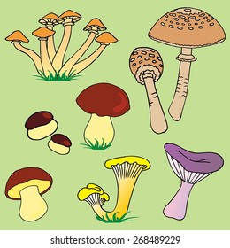 Various mushroom collection 01 - vector illustration.