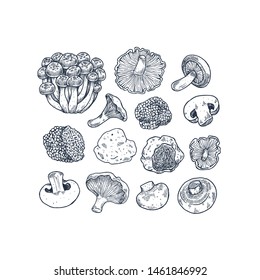 Various mushroom illustration collection. Vintage style. Vector illustration