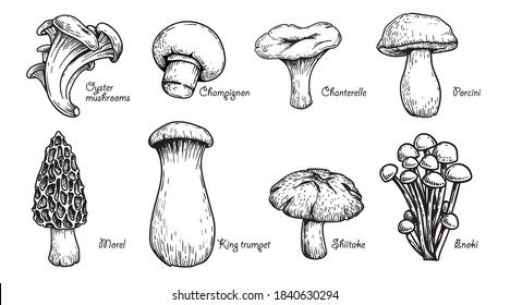 Various mushrooms set. Hand drawn sketch style. Oyster, champignon, chanterelle, porcini, morel, trumpet, shiitake, enoki. Vector illustrations.