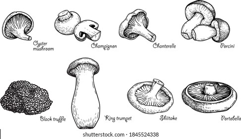 Various mushrooms set. Hand drawn sketch style. Oyster, champignon, chanterelle, porcini, black truffle, trumpet, shiitake, portobello. Vector illustrations.