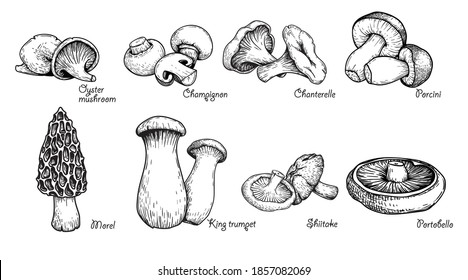 Various mushrooms set. Hand drawn sketch style. Oyster, champignon, chanterelle, porcini, morel, trumpet, shiitake, portobello. Vector illustrations.