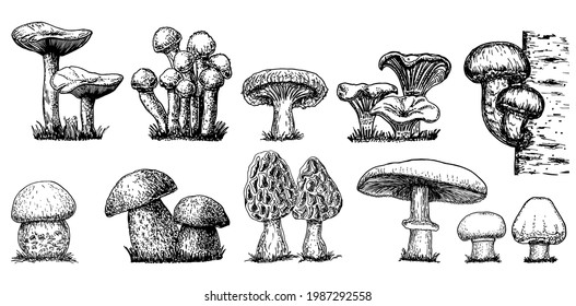 Various mushrooms set. Hand drawn sketch style. Oyster, champignon, chanterelle, porcini, morel, trumpet, shiitake, portobello.Collection of forest mushroom species. Vector illustrations isolated. 