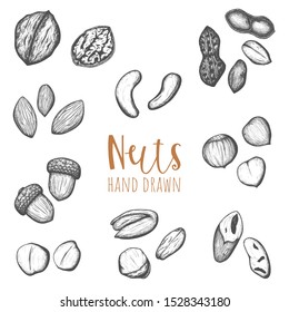 Various nuts hand drawn vector set, isolated design elements.