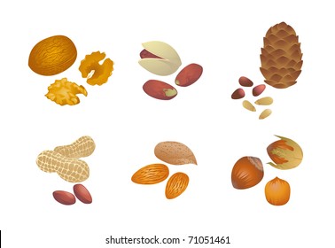 Various nuts. High-quality vector illustration