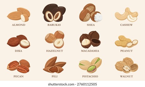 Various Nuts Vector Illustration Collection. Set of Almond, Cashew, Peanut, Walnut, Pistachio, Macadamia, and Exotic Seeds Isolated on Background