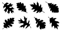 Various Oak Leaf Silhouettes On The White Background