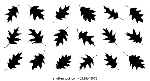 various oak red leaf silhouettes on the white background