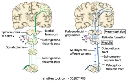 Various Pain Pathways Brain Via Spinal Stock Vector (Royalty Free ...