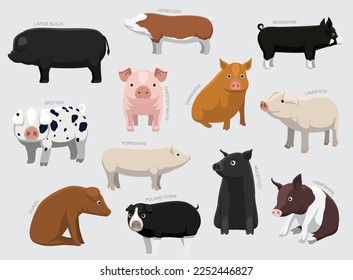 Various Pig Breeds With Names Set Various Kind Identify Cartoon Vector