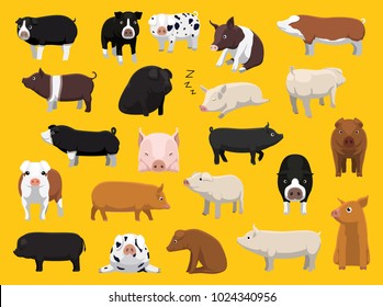 Various Pig Breeds Poses Cartoon Vector Illustration