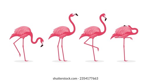 various pink flamingo bird illustration