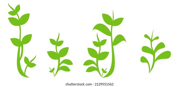 various plant botanical illustration design vector