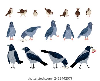 Las diferentes poses y actividades del cuervo, la paloma y el gorrión. Vector con diferentes pájaros sobre fondo blanco. Ilustración de cuervo y gorrión y paloma