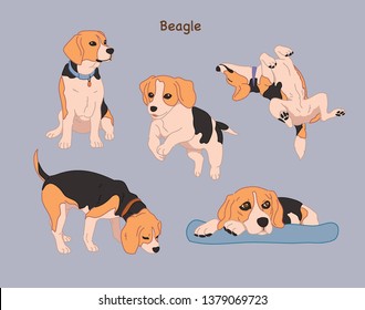 Various poses of a cute beagle. hand drawn style vector design illustrations. 