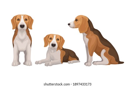 Various Poses of Dog Beagle as Small Hound Breed Vector Set