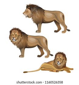 Various poses of a lion. Vector illustration isolated on white background