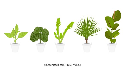 Various potted houseplants. Garden potted plants. Vector set potted plants. Flowerpot bloom