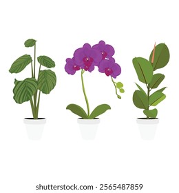 Various potted houseplants - orchidea, ficus elastica and calathea orbifolia. Garden potted plants. Vector set potted plants. Flowerpot bloom