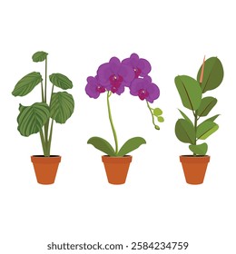 Various potted houseplants - orchidea, ficus elastica and calathea orbifolia. Garden potted plants. Vector set potted plants. Flowerpot bloom