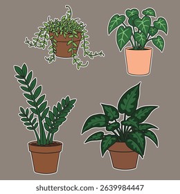 Various potted plants for home decor