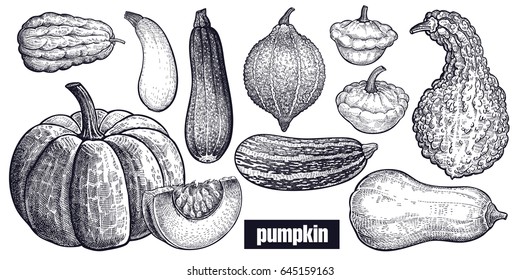 Various of Pumpkin. Chayote, Squash, Zucchini, Hubbard squash, Bush pumpkin, Crookneck, Butternut. Hand drawing. Vector art illustration. Black and white. Vintage engraving vegetables. Kitchen design
