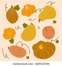 Various pumpkins in different orange and brown tones for Thanksgiving and harvest festival. Vector Illustration for Autumn and Halloween decorations, postcard and poster.