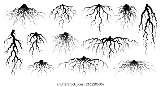 Verschiedene realistische Baum- oder Strauchwurzeln. Teile der Pflanze, Wurzelsystem mit Baumstumpf. Dendrologie, Untersuchung von Holzpflanzen. Zeichnung. Vektorgrafik