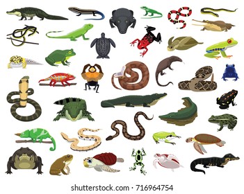 Various Reptile and Amphibian Vector Illustration