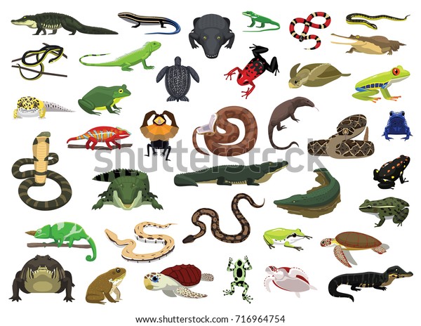 さまざまな爬虫類と両生類のベクターイラスト のベクター画像素材 ロイヤリティフリー