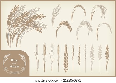 Various rice and wheat illustration set.It is vector data that is easy to edit.