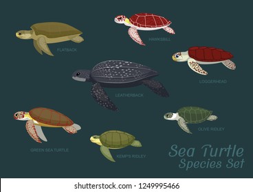 Various Sea Turtle Species Set Cartoon Vector Illustration