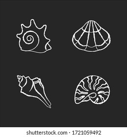 Various seashells chalk white icons set on black background. Sea shells collection hobby, conchology Rock shell, scallop, triton conch and moonshell isolated vector chalkboard illustrations
