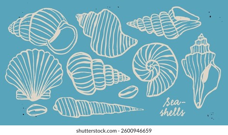 Various Seashells set. Different shapes. Outline modern style. Summer, vacation, ocean, beach concept. Hand drawn trendy Vector illustration. Isolated design elements