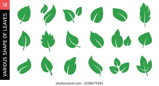 Varias formas y tipo de hojas, hoja verde