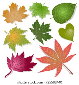 Various shapes of colorful leaves vector illustration. Isolated leaves on white background. many type of autumn leaves set. 