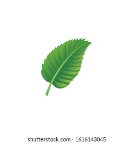 Various shapes and forms of green leave Vector
