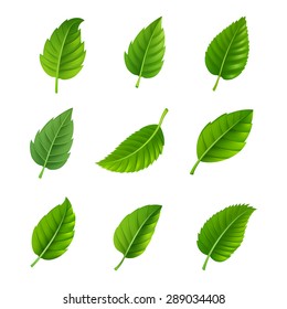 Various shapes and forms of green leaves set isolated vector illustration