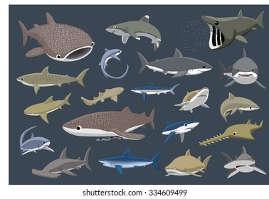 Various Sharks Set Cartoon Vector Illustration