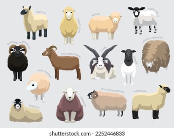 Various Sheep Breeds With Names Set Various Kind Identify Cartoon Vector