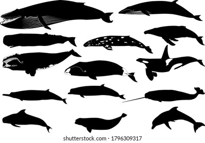 Various silhouette vector  of a whale and a dolphin separated on white background