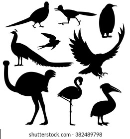 various silhouettes of birds