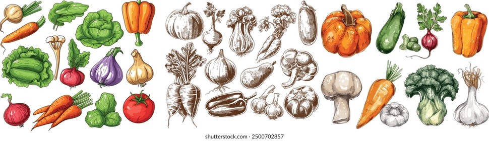 Various sketches of vegetables. The sketched set features carrots, broccoli, potatoes, salad, and mushrooms.  Assorted Vegetable Illustrations vector