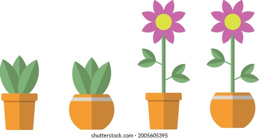 Various small housplants in a pot