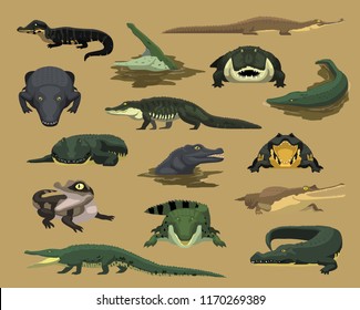 Various Species Crocodile Alligator Cartoon Vector Illustration