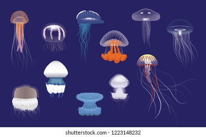 Various Species Jellyfish Cartoon Vector