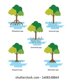 Various species of mangroves with flat design style