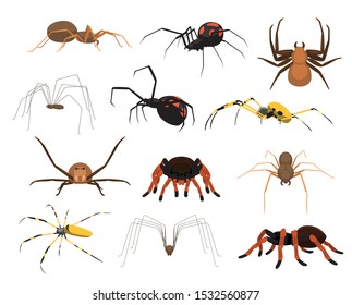 Various Spider Species Poses Cartoon Vector Illustration